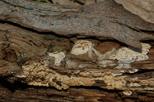 Quale Antrodia? (Antrodia albida)